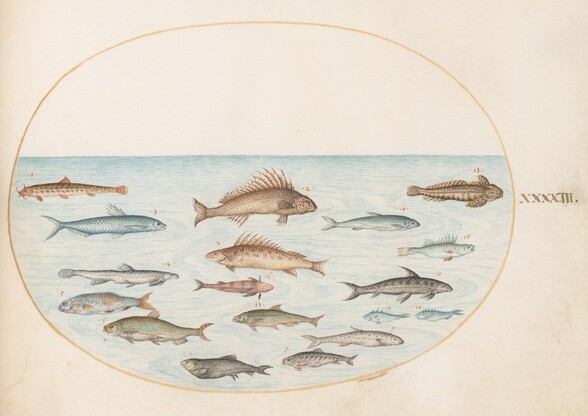 Plate 43: Fifteen Fish