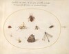 Plate 21: A Butterfly with a Dragonfly, a Ladybug, and Five other Insects