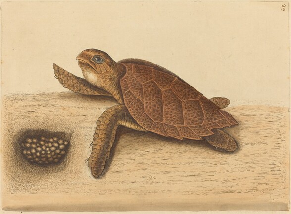 The Hawks-bill Turtle (Testudo caretta)