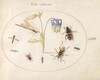 Plate 63: A Dragonfly, a Spotted Longhorn, a Sexton Beetle, and Other Insects with a Blue and White Columbine