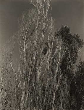 image: Poplars—Lake George