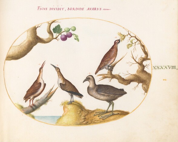 Plate 48: Wood Grouse, Rail, and Curlew with Hazelnuts and Figs