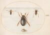 Plate 57: A Diving Beetle and Two Views of a Backswimmer
