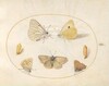 Plate 16: Black-Veined White, Clouded Yellow, Black Hairstreak(?), Geranium Argus(?), and Common Blue Butterflies with Two Chrysalides