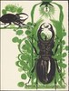 Beetles II (with electric lamp)