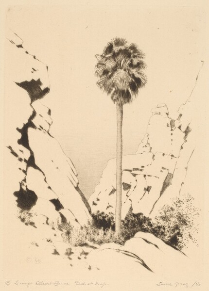 Palm Canyon (no.1)