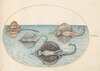 Plate 30: Four Rays