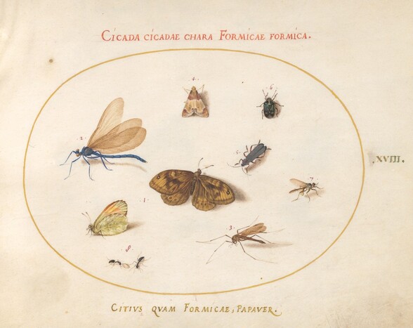 Plate 18: Two Butterflies and a Moth with a Dragonfly, Two Ants, and Four Other Insects
