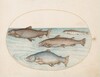 Plate 4: Four Salmon