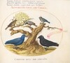Plate 61: Blue Crow(?), Jackdaw, Chickadee or Tit, and Other Birds
