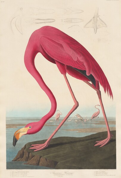 A dark pink flamingo stands on a shallow outcropping, craning its neck down toward a pool of pale blue water in this vertical print. Shown in profile facing our left, the bird has a curving tan, orange, and black bill, and the eye we can see is bright blue. One charcoal-gray feather tucks under its wing, but the rest of the feathers and its legs are deep rose pink. One webbed foot steps forward, toward the edge of the low, rocky outcropping at the water’s edge. Muted green growth covers the ground, and the exposed edge of the rock is brown. Pale blue water extends back to the horizon, which comes about a third of the way up the composition. Eight pale pink and white flamingos, small in scale in the distance, walk or stand near sandbars in the placid waterway. The sky has a narrow band of light blue along the horizon, and the rest of the background is white. Across the top of the page, nine anatomical drawings, seeming to be lightly sketched, float against the white background. They are details of the bird’s beak, tongue, and foot. Each is numbered from one to nine. In the upper left corner of the paper, text reads, “No. 87.” and in the upper right, “Plate CCCCXXXI.” An inscription in the center margin below the printed image reads, “America Flamingo, PHOENICOPTERUS RUBERT, Linn. Old Male.” To the left is a numbered key: “1. Profile view of Bill at its greatest extension. 2. Superior front view of upper Mandible 3. Interior front view of upper Mandible. 4. Interior front view of lower Mandible. 5. Interior front view of lower Mandible with the Tongue in.” It continues to the right: “6. Profile view of Tongue. 7. Superior front view of Tongue. 8. Inferior front view of Tongue. 9. Perpendicular front view of the foot fully expanded.” Smaller text under the lower left corner of the printed image reads, “Drawn from Nature by J. J. Audubon, F.R.S. F.L.S.” And to the right: “Engraved. Printed and Coloured by Rob. Havell. 1838.”