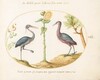 Plate 16: Gray Heron and Purple Heron(?)  with a Sunflower