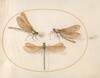 Plate 55: Three Green Dragonflies with Brown Wings