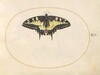 Plate 7: Swallowtail Butterfly
