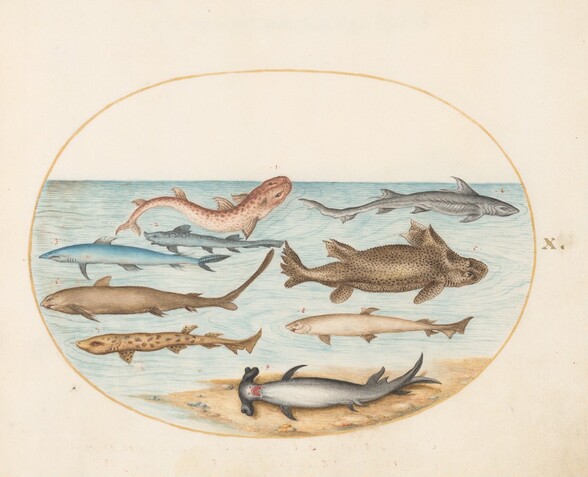<p>Joris Hoefnagel, Plate 10: Nine Sharks, c. 1575/1580