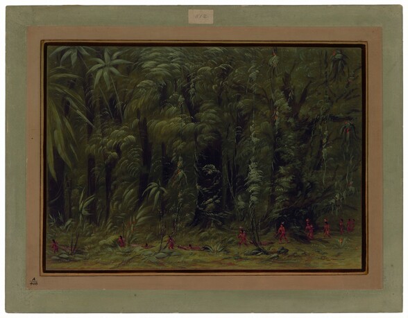 Interior of an Amazon Forest - Zurumati