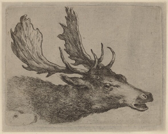 Head of a Stag Turned Right