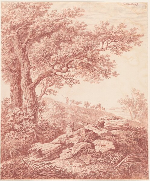 Ancient Trees in a Pastoral Landscape
