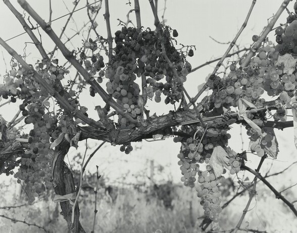 Bunches of grapes hang heavily from a woody vine in this horizontal black and white photograph. Some of the grapes are darker and some lighter, and all appear to be frosted. Tall grasses and perhaps other vines are very blurry in the background.