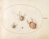 Plate 36: Three Large Spiders and One Small Spider