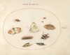 Plate 20: Three Butterflies, a Caterpillar, a Bee, Two Chrysalides, and Three Weevils