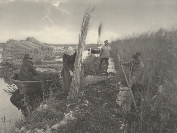 During the Reed-Harvest