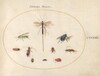 Plate 78: Ten Insects, Including a Blue Fly