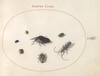 Plate 66: Two Oil Beetles, a Longhorn Beetle, and Four Other Insects