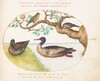 Plate 35: Female Green-Winged Teal, Red-Breasted Merganser(?), Sparrow, and a Greenfinch(?)
