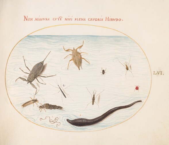 Plate 56: Water Scorpion, Water Measurer, Pond Skater, Red Water Mite, Leech(?), and Other Water Insects