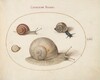 Plate 61: Four Snails