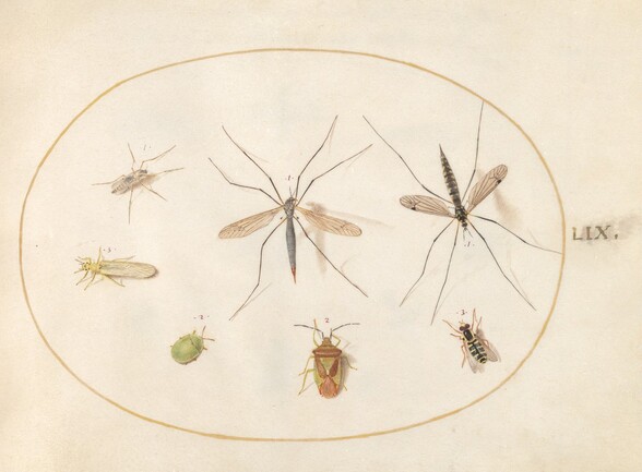 Plate 59: Seven Insects, Including a Hawthorn Shield Bug, Crane Flies, and a Hoverfly