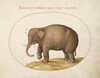 Plate 1: Elephant with Insects