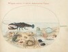 Plate 44: Lobster, Two Crabs, Scallop Shells, and Other Sea Life