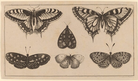 Five Butterflies and a Moth