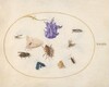 Plate 33: Moth and Butterfly with other Insects and a Columbine Flower