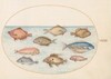 Plate 18: Boarfish, Razorfish, Butterfish, a John Dory, and Other Fish