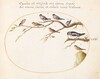 Plate 25: Great Spotted Woodpecker, Bullfinches, Sparrows, and Other Birds