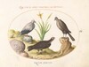 Plate 4: An Egyptian Vulture, a Northern Goshawk(?), and an 