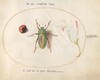 Plate 42: Jewel Beetle with a Rosary Pea and a Flower (Oleander?)