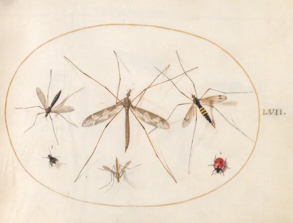 Plate 57: A Ladybug, a Fly, and Four Other Insects