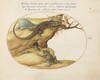 Plate 51: Two Sand Lizards, a Common Parsley Frog(?), and a Caterpillar