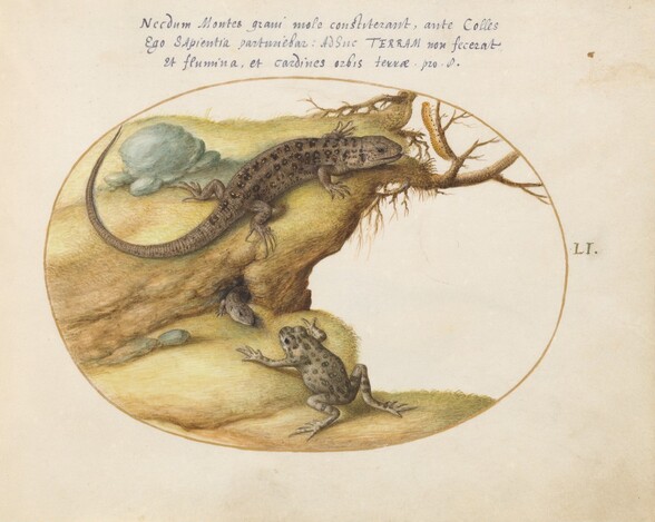 Plate 51: Two Lizards, a Toad or Frog, and a Caterpillar