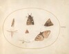 Plate 30: Seven Moths