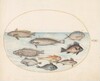 Plate 19: A Damselfish and Other Fish, Including Two 