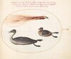 Plate 34: Bird of Paradise with Mereganser(?) and Grebe(?)