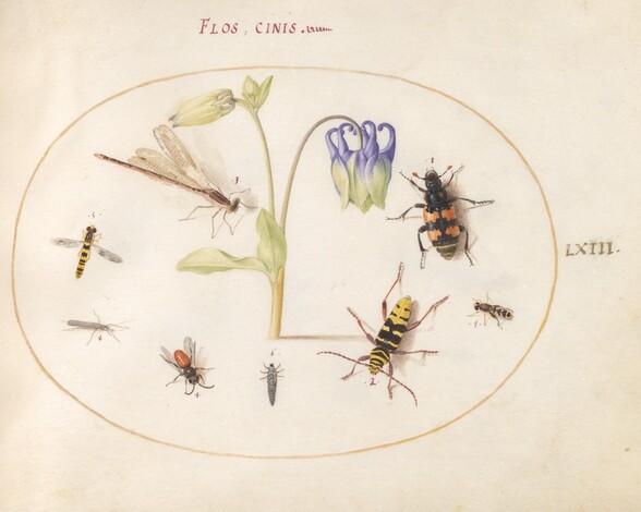 Plate 63: A Dragonfly, a Spotted Longhorn, a Sexton Beetle, and Other Insects with a Blue and White Columbine