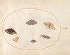 Plate 32: Six Moths