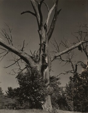 image: Dead Chestnut Tree