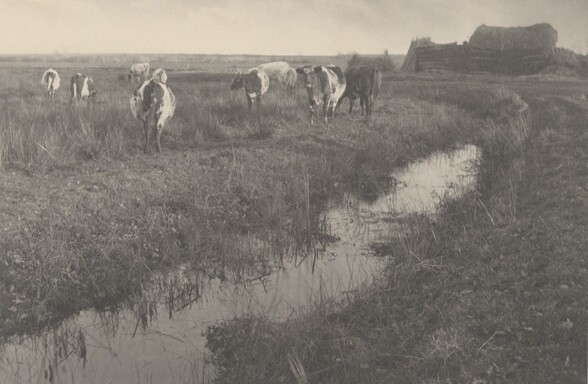 Cattle on the Marshes
